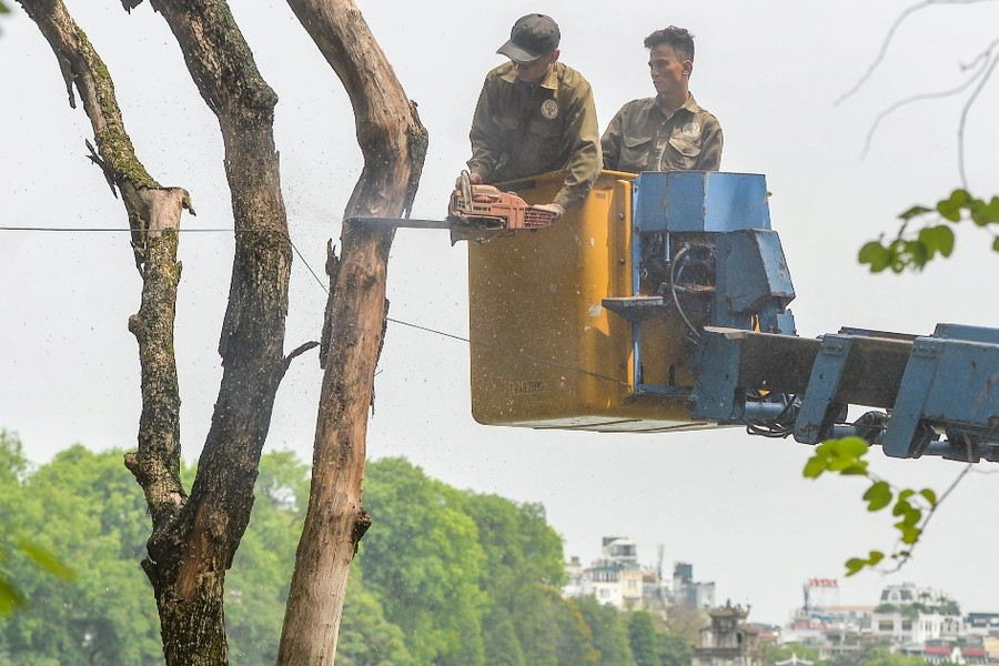 Tiếp tục chặt hạ 2 cây sưa đỏ 50 tuổi chết khô bên bờ hồ Hoàn Kiếm