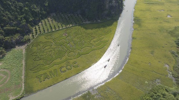 Độc đáo bức tranh 'Lý ngư vọng nguyệt' khắc họa trên cánh đồng lúa tại Ninh Bình