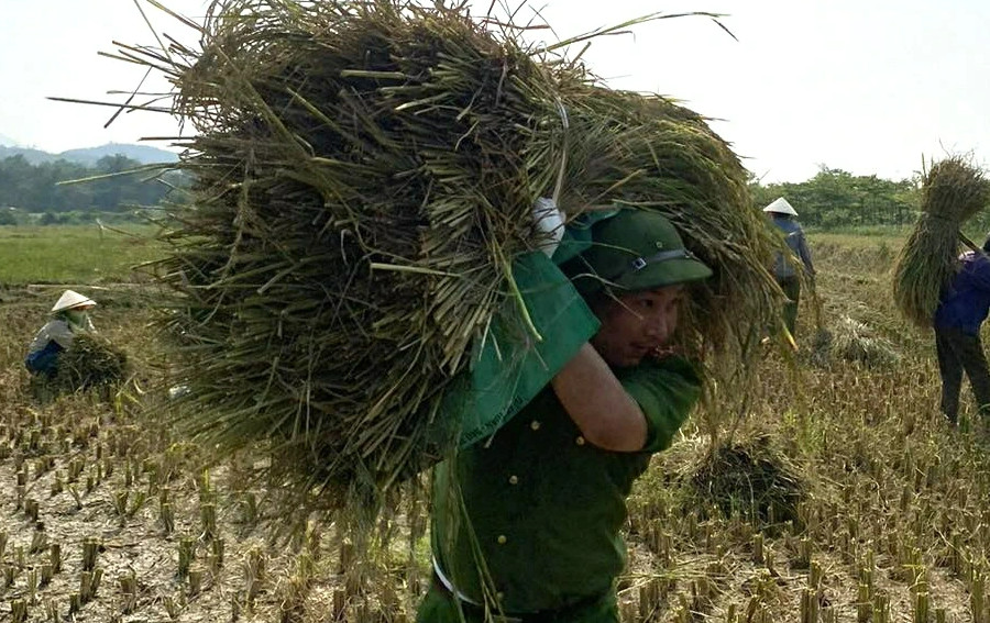 Công an lội ruộng gặt lúa giúp dân