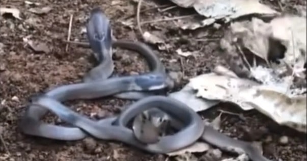 Hình ảnh động vật nổi bật: Đụng nhầm ổ rắn hổ mang khi hái nấm trong rừng