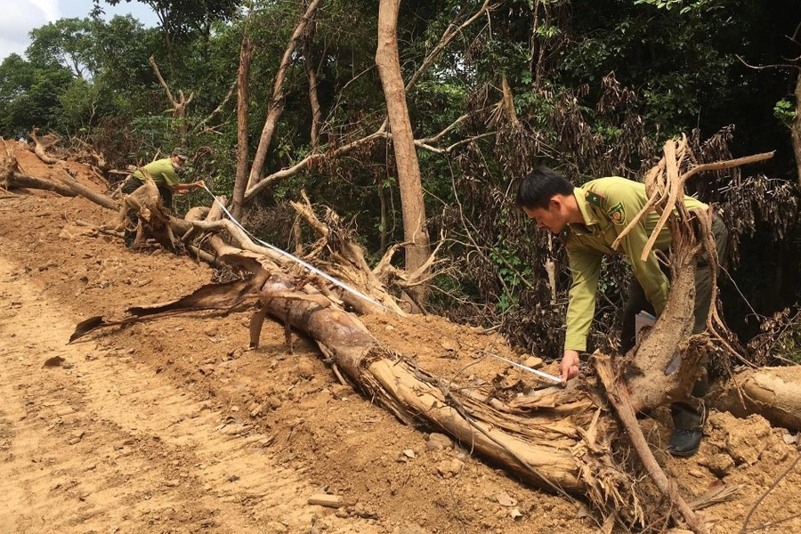 Quảng Ngãi: Kiểm lâm điều tra vụ phá rừng trái phép ở dự án Kfw6