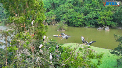 Vườn chim Thung Nham Ninh Bình - Vẻ Đẹp những đôi cánh tung trời