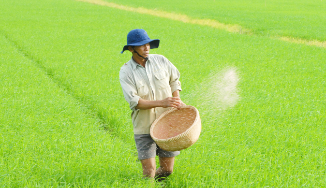 Nông dân thở phào vì phân bón cắt 'cơn sốt' giá