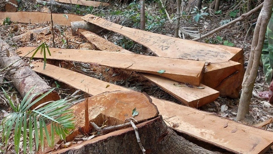 Lâm tặc cắt hạ 52 cây rừng, xẻ gỗ tại chỗ