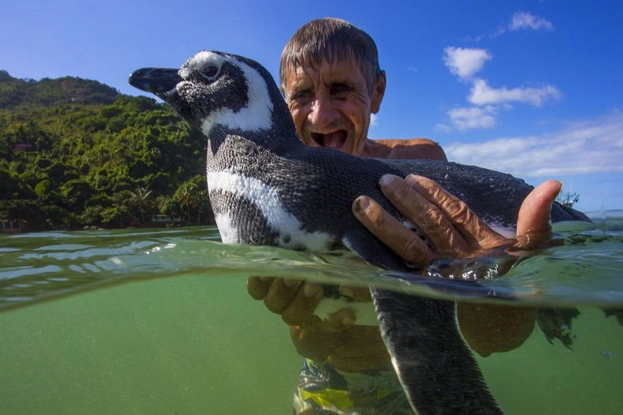 Chim cánh cụt vượt biển về thăm ân nhân và chú sếu không rời người cứu mình