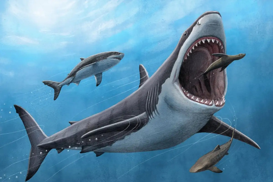 Tìm bí ẩn khiến loài cá mập lớn nhất thế giới tuyệt diệt  VnExpress