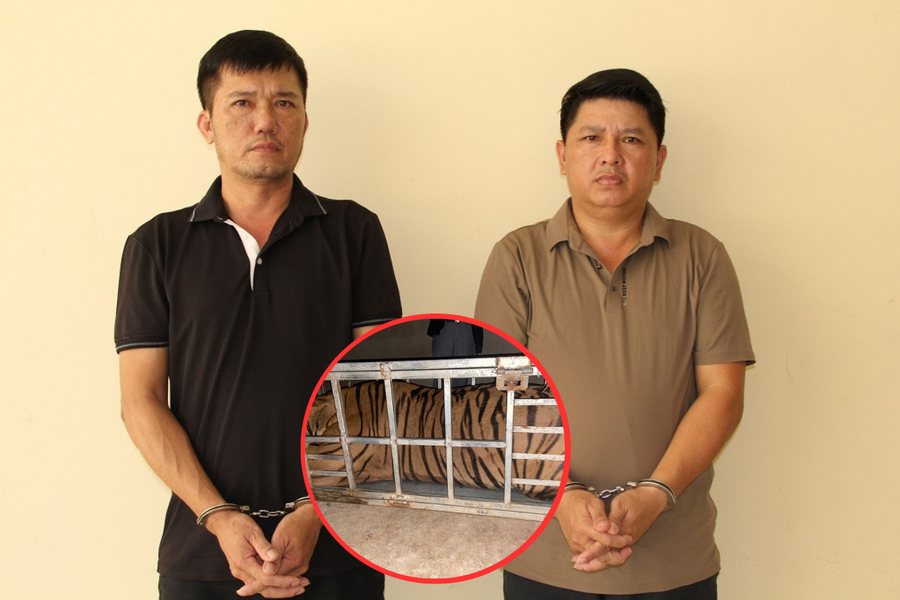 Bắt giữ 2 người đàn ông vận chuyển con hổ nặng 235kg