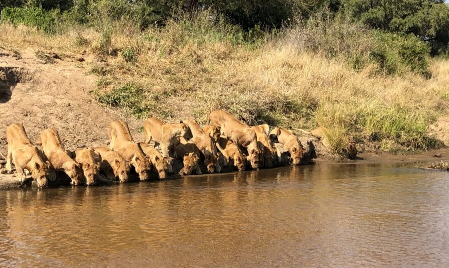Cảnh tượng hiếm gặp: 20 con sư tử dàn hàng ngang uống nước