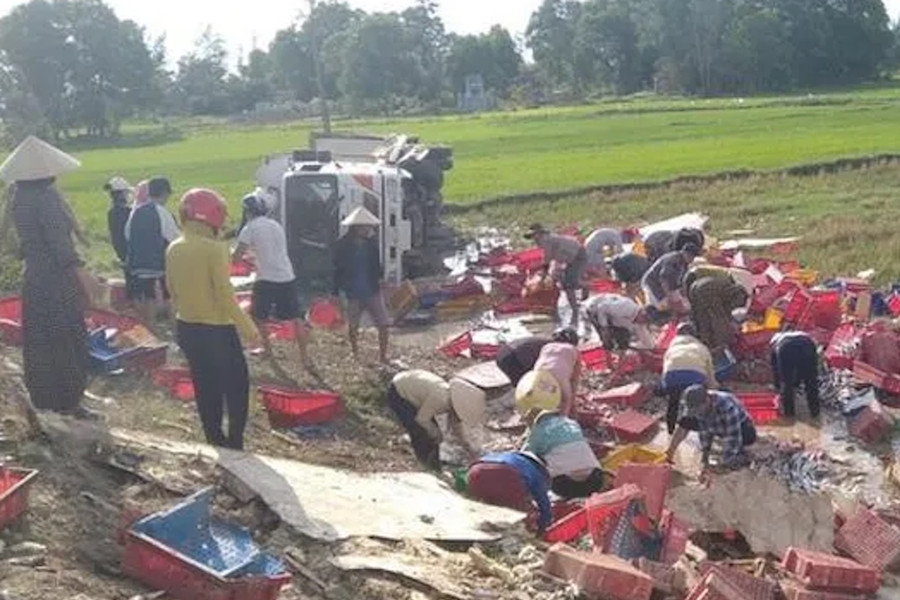 Dân Quảng Trị đội nắng,  lội ruộng gom lại 5 tấn cá giúp tài xế xe tải bị lật