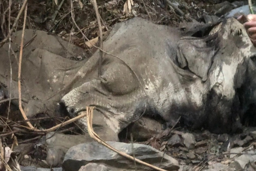 Vụ phát hiện xác voi trong rừng: Đàn voi 3-4 con, từng quật chết người