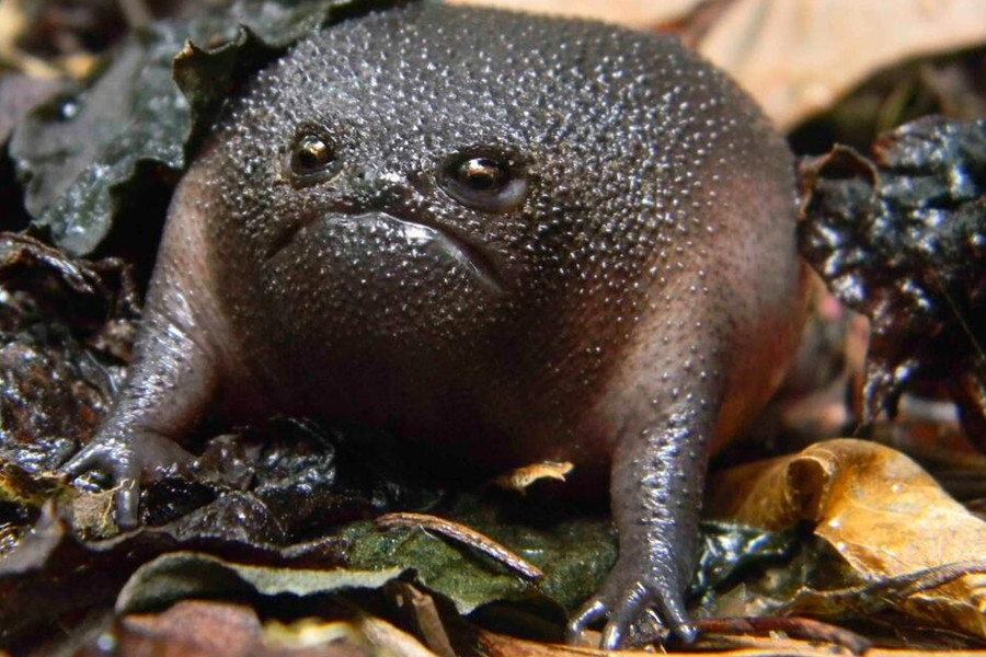 Ếch Black Rain: Loài ếch kỳ lạ nhất thế giới 