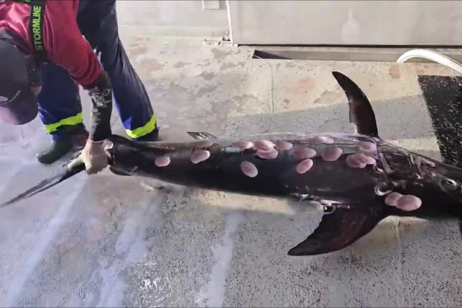 Cá kiếm sống sót thần kỳ sau trận thảm sát của bầy đàn cá mập