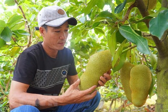 Cần Thơ: Lai tạo thành công giống mít mang hương vị sầu riêng