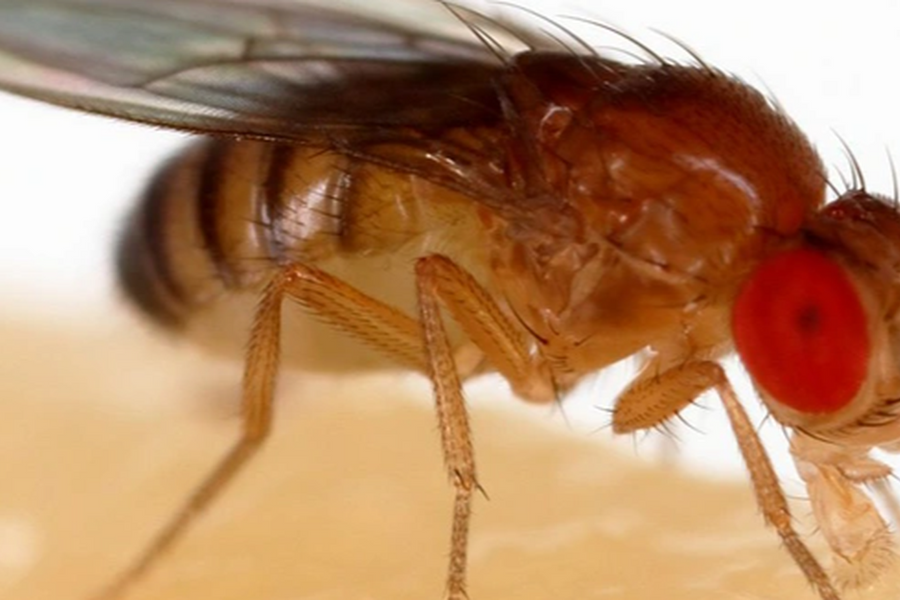 Biến đổi gene thành công để tạo ra ruồi giấm có khả năng trinh sản