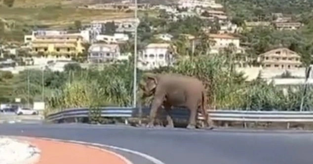 Người dân sửng sốt xem voi sổng khỏi rạp xiếc rồi... dạo bộ trên đường