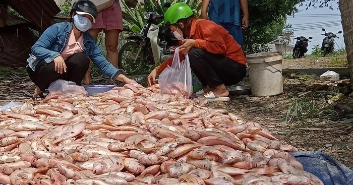 Đồng Nai: Nước lũ cuốn hàng trăm tấn cá nuôi lồng bè