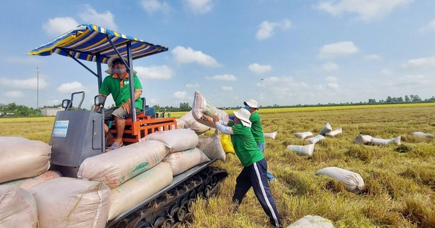 Nhiều nước dừng xuất khẩu gạo: Cơ hội cho người trồng lúa Việt Nam