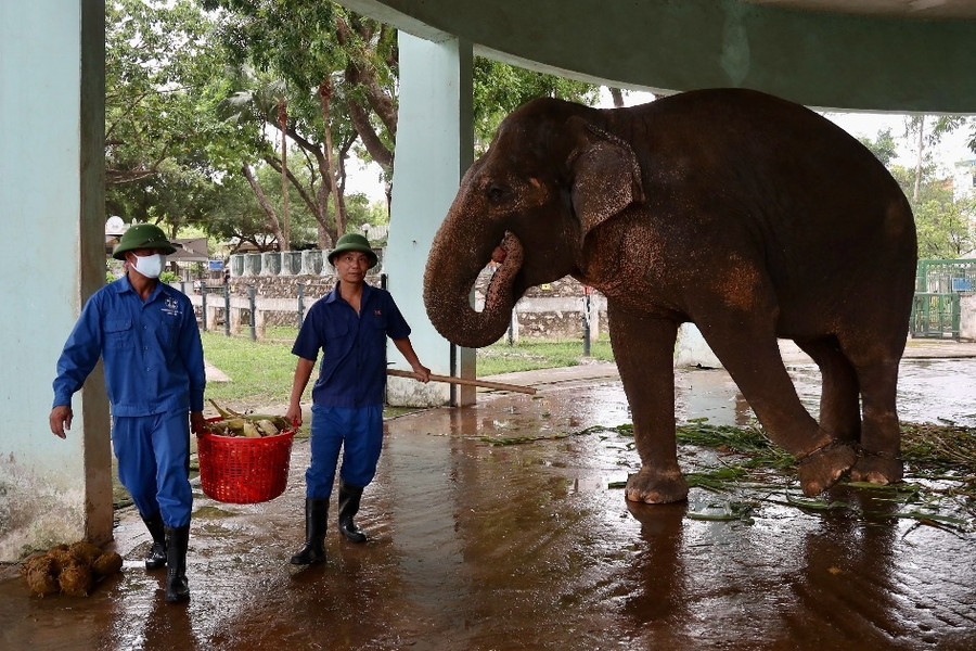 Giám đốc vườn thú Hà Nội lên tiếng vụ voi bị giam cầm, xích chân