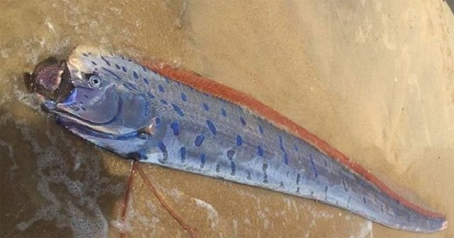 Cá mái chèo: Sinh vật bí ẩn của đại dương