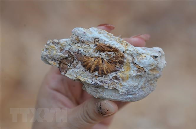 Lạng Sơn: Phát hiện hơn 900 hiện vật khảo cổ tại hang Ngườm Sâu