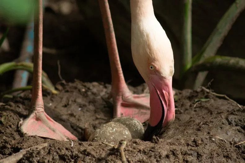 Phát hiện hóa thạch trứng chim hồng hạc 12.000 năm tuổi