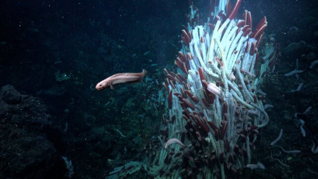 Tìm thấy một hệ sinh thái hoàn toàn mới dưới đáy biển của Trái đất