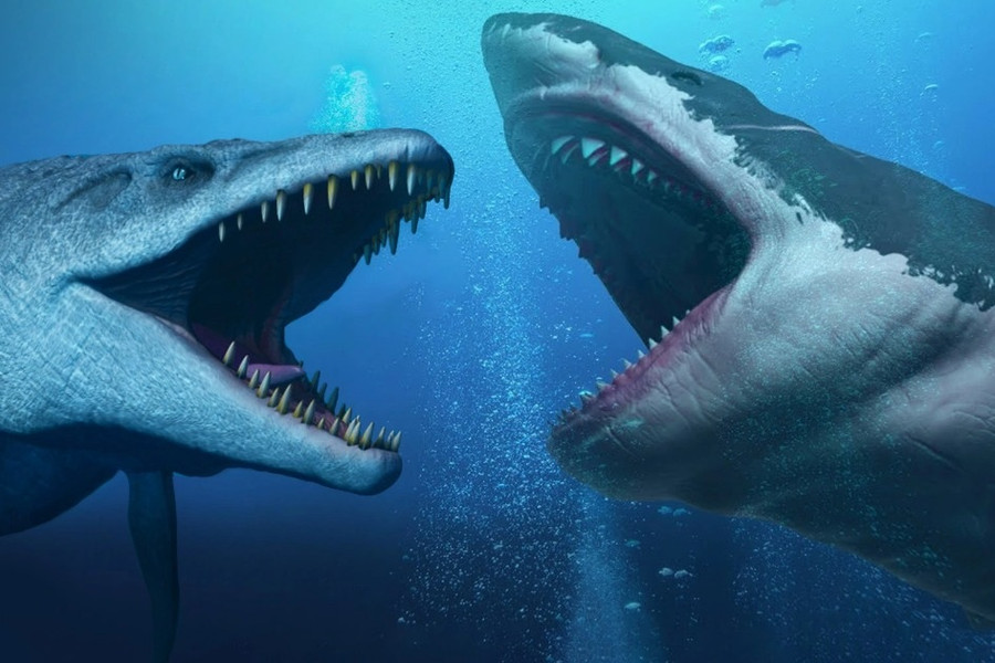 Siêu cá mập Megalodon đối đầu thủy quái Mosasaurus: Loài nào sẽ thắng?