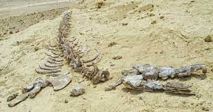 Ai Cập phát hiện hóa thạch loài cá voi tuyệt chủng 41 triệu năm trước