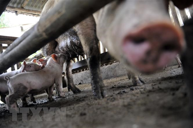 Vaccine phòng dịch tả lợn châu Phi có triển vọng tại Philippines
