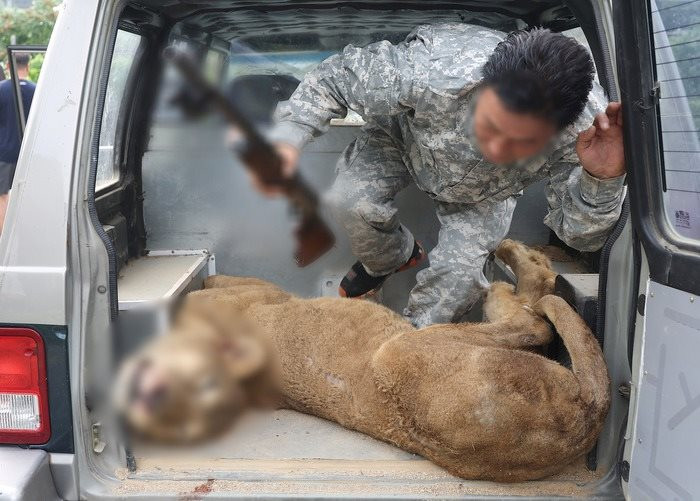 Cư dân Hàn bức xúc vì vụ việc bắn chết sư tử xổng chuồng