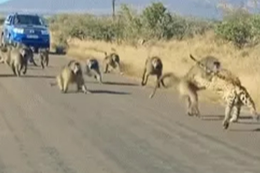 Màn hỗn chiến giữa báo gê-pa và 50 con khỉ đầu chó