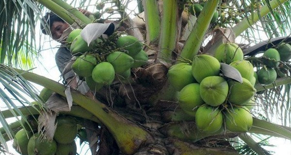 1 trái dừa tại vườn ở Tiền Giang có 3.500 đồng, lên TP.HCM giá 20.000 đồng