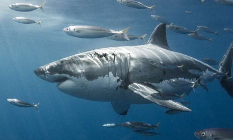 Cá mập trắng lớn: Loài cá săn mồi lớn nhất thế giới