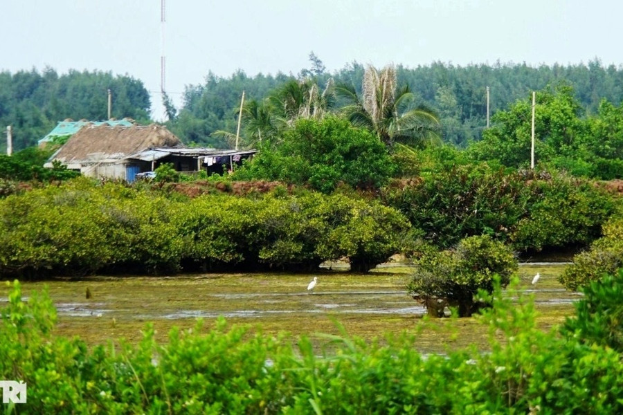 Vụ xóa 11.000ha khu bảo tồn làm đô thị, sân golf: Thái Bình cần minh bạch