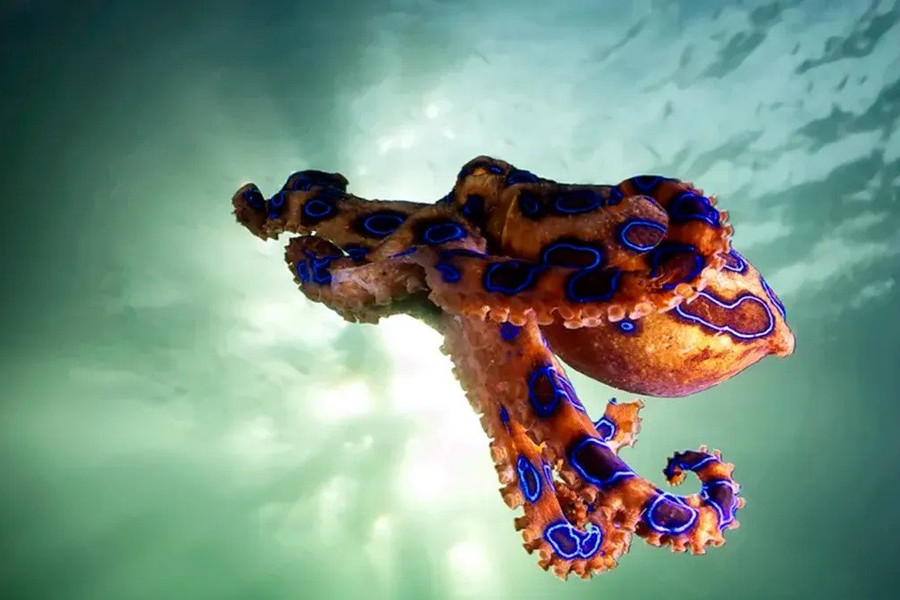 11 sinh vật biển độc nhất thế giới, kết liễu con người chỉ trong thời gian ngắn