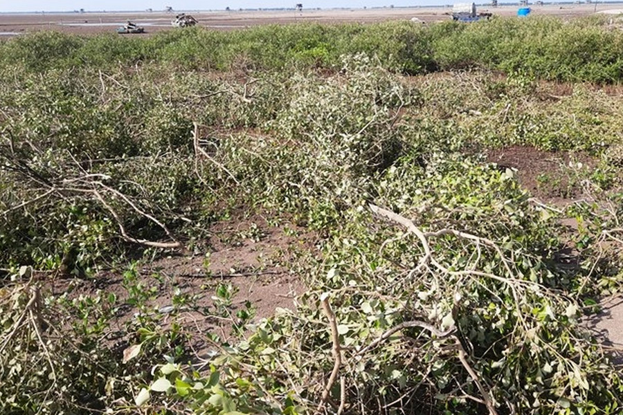 Xác minh nguồn gốc đất và cây bị chặt phá ở Vườn quốc gia Xuân Thủy