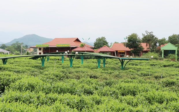 Thái Nguyên hấp dẫn du lịch cộng đồng gắn với văn hóa trà