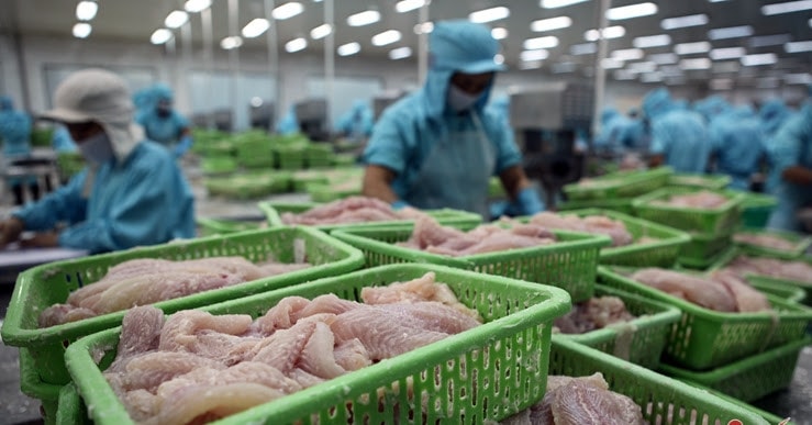 Thị trường lớn hồi phục, cá tra Việt Nam chuẩn bị đón ‘mùa vàng’