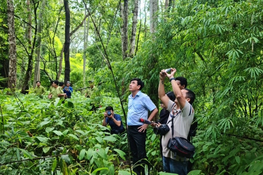 Làm hồ chứa nước trên 600ha rừng: Vì sao Bình Thuận chưa gửi hồ sơ ĐTM?
