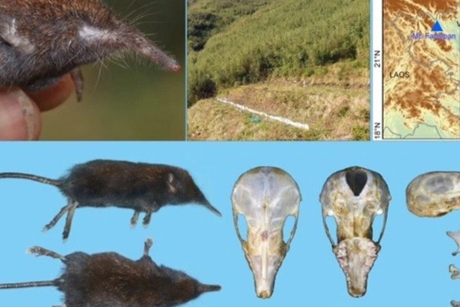 Phát hiện loài Chuột chũi vòi trên núi Fansipan