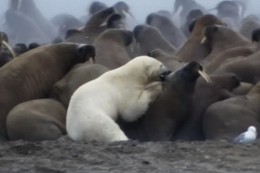 Gấu trắng Bắc Cực một mình đối đầu đàn hải mã