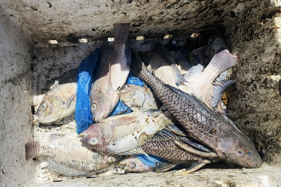 Sốc nhiệt khiến cá chết hàng loạt tại Phú Yên
