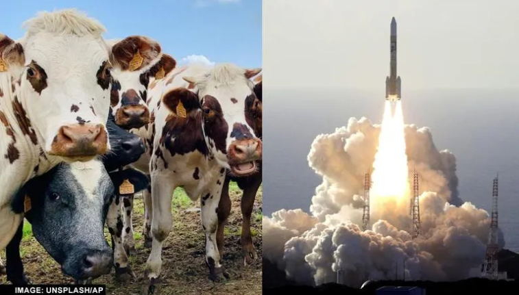 Nhật Bản nghiên cứu biến chất thải của bò thành nhiên liệu tên lửa