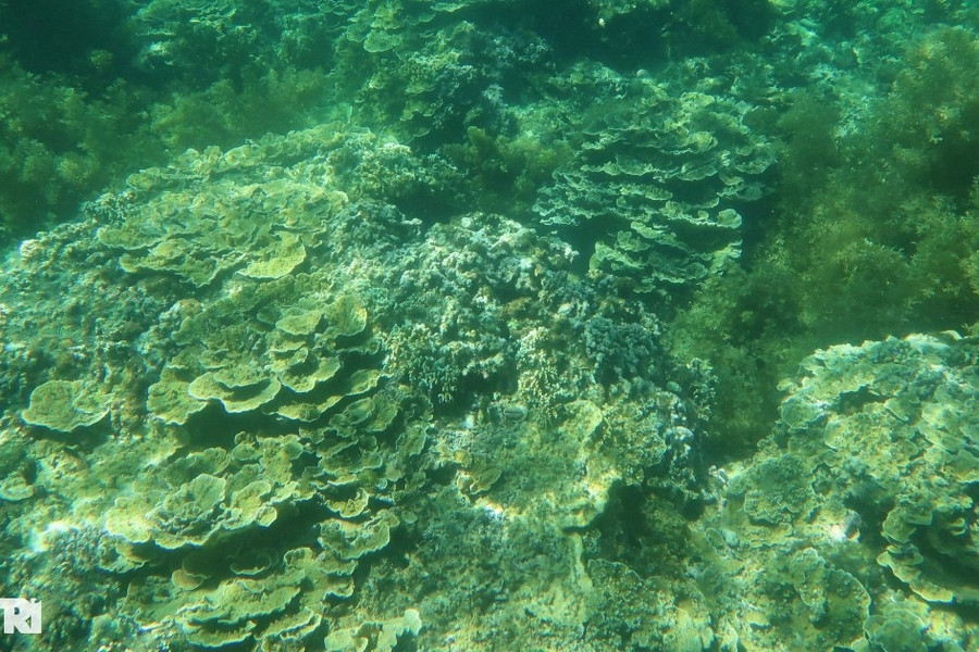 Phục hồi 4ha rạn san hô tại vịnh biển Quy Nhơn