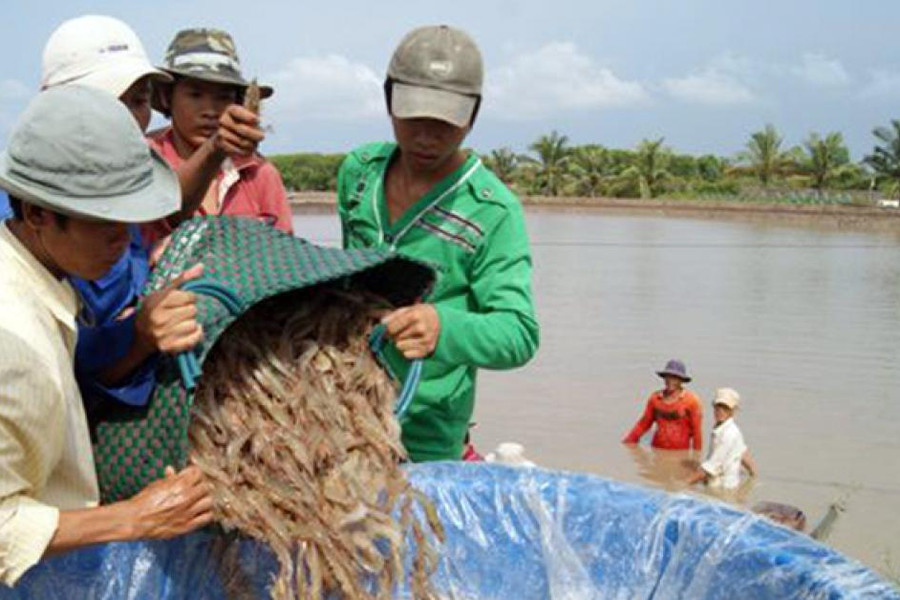 Thỏa sức thưởng thức tôm tại festival lớn nhất từ trước đến nay