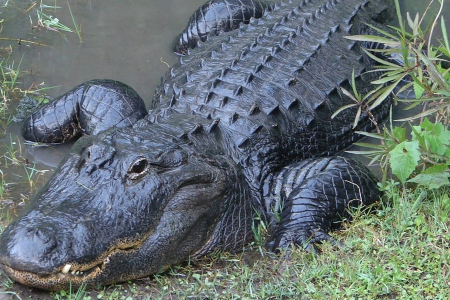 Người phụ nữ bị cá sấu dài hơn 4m cắn chết, kéo thi thể xuống hồ nước