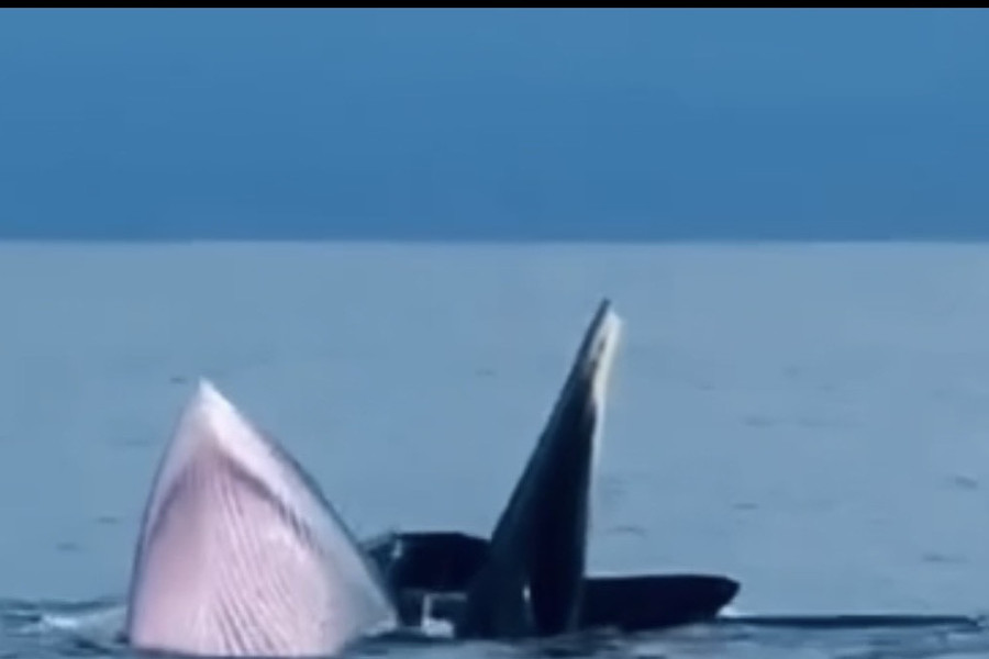 Cá voi xuất hiện ở biển Cô Tô, thoải mái bơi gần tàu cá ngư dân