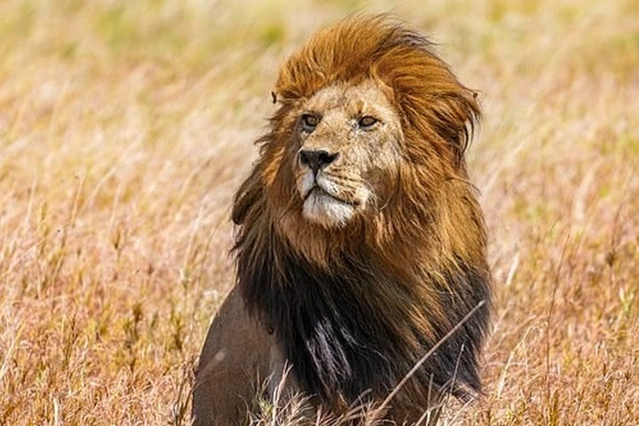 Nhân viên vườn thú thiệt mạng khi cho sư tử ăn