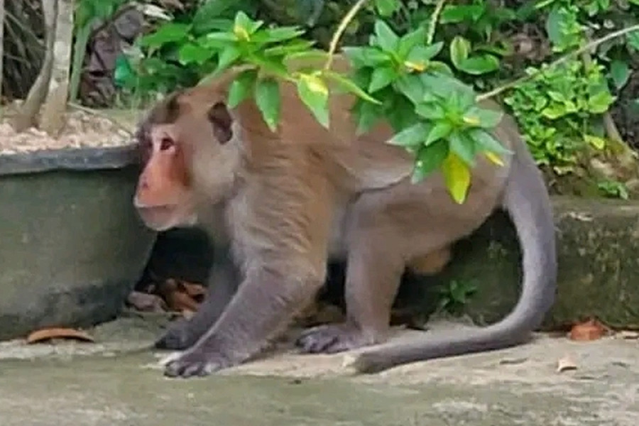 4 giờ truy bắt khỉ hoang tấn công nhiều người ở Vĩnh Long