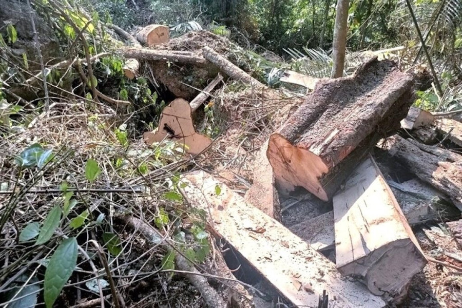 Bán đất rừng để người khác khai thác gỗ trái phép, hai mẹ con bị khởi tố